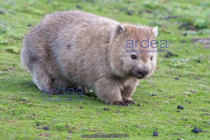 : Common Wombat female adult with pouch young moving : Common Wombat female adult with pouch young moving
