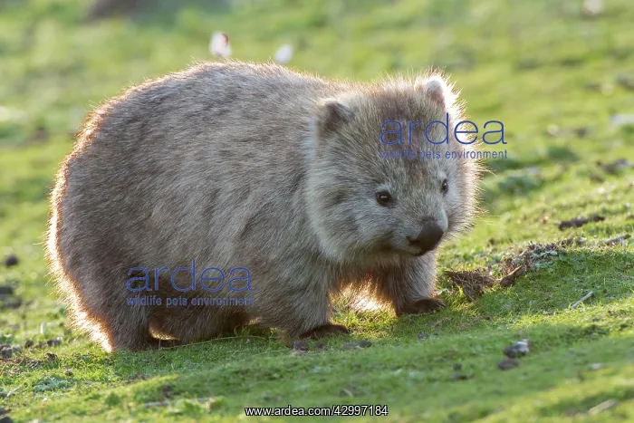 : Common Wombat female adult with pouch young moving : Common Wombat female adult with pouch young moving