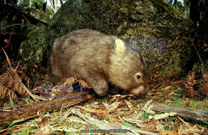 : Common Wombat - foraging beside boulder : Common Wombat - foraging beside boulder