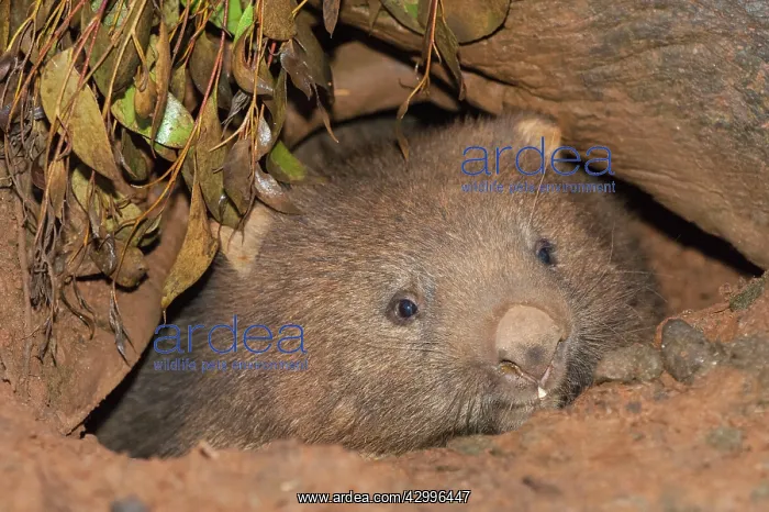 : Common Wombat juvenile emerging from burrow : Common Wombat juvenile emerging from burrow
