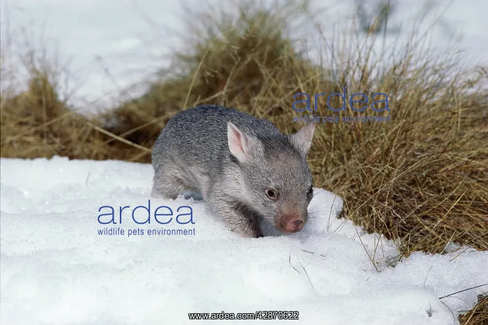 : Common Wombat - Juvenile in snow : Common Wombat - Juvenile in snow