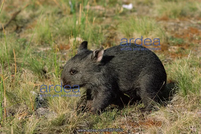 : Common Wombat - about three months old : Common Wombat - about three months old