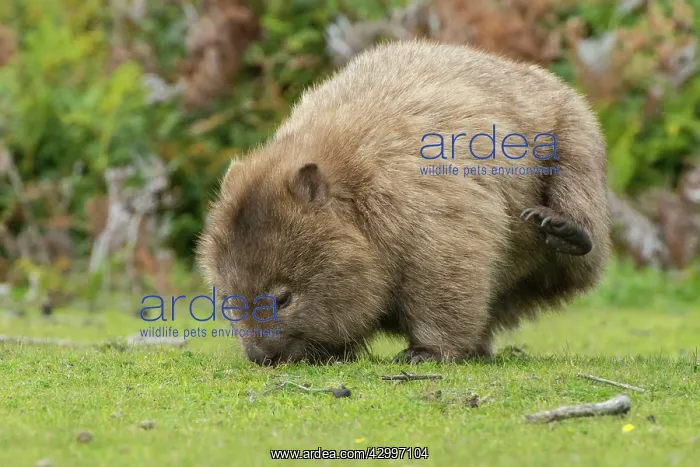 : Common Wombat scratching : Common Wombat scratching