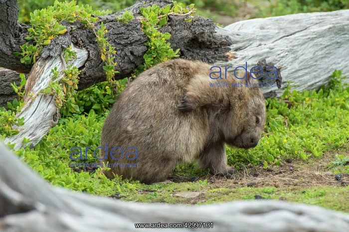 : Common Wombat scratching : Common Wombat scratching