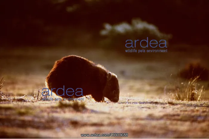 : Common WOMBAT - sniffing ground : Common WOMBAT - sniffing ground