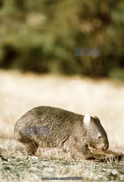 : Common WOMBAT - side view, in scrub : Common WOMBAT - side view, in scrub