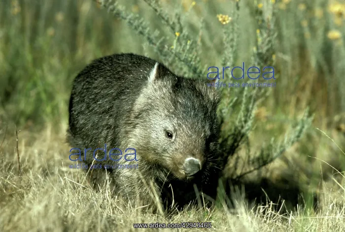 : Common wombat (Vombatus ursinus). Kosciuszko National : Common wombat (Vombatus ursinus). Kosciuszko National