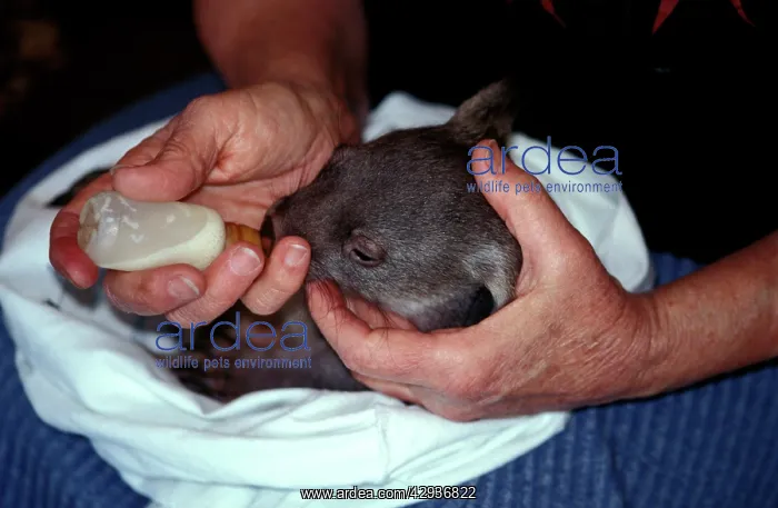 : Common wombat (Vombatus ursinus) baby in the hands : Common wombat (Vombatus ursinus) baby in the hands