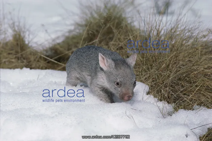 : Common wombat (Vombatus ursinus) juvenile, in snow : Common wombat (Vombatus ursinus) juvenile, in snow