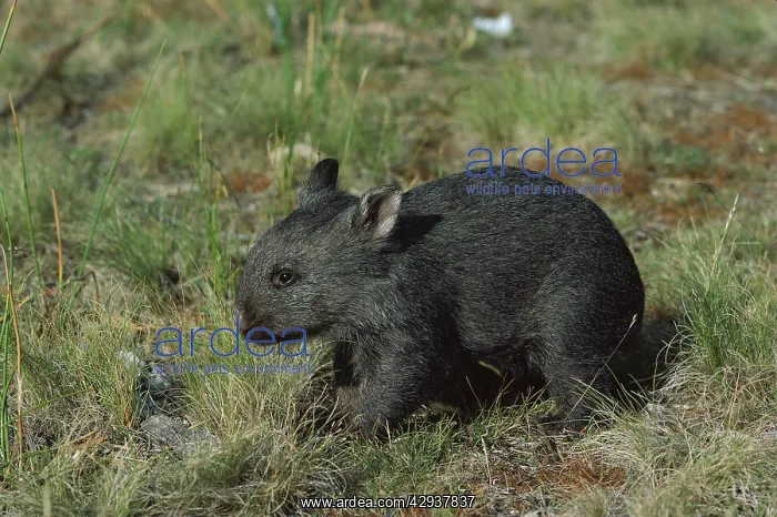 : Common wombat (Vombatus ursinus) about three months : Common wombat (Vombatus ursinus) about three months
