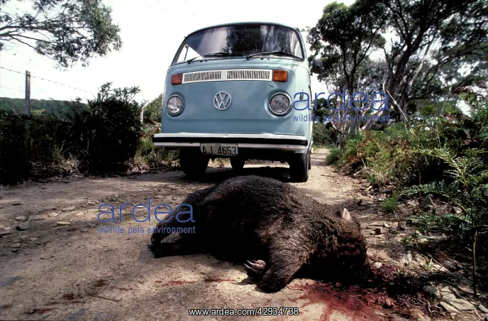 : Common wombat (Vombatus ursinus) road kill : Common wombat (Vombatus ursinus) road kill