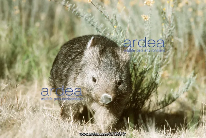 : Common WOMBAT - walking in scrub : Common WOMBAT - walking in scrub