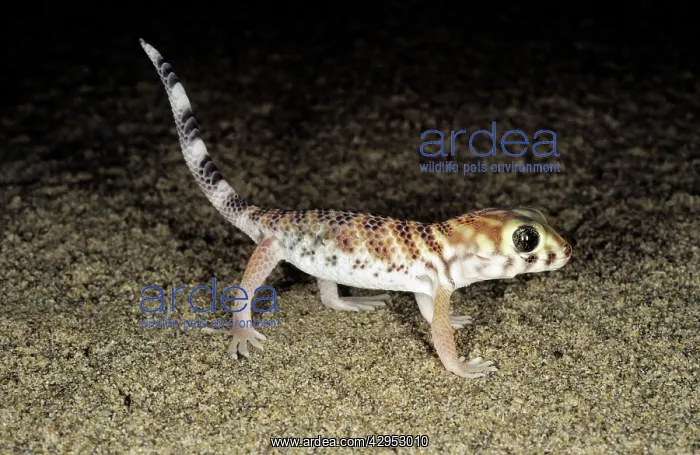 : Common Wonder / Frog-eyed Gecko : Common Wonder / Frog-eyed Gecko