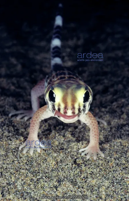 : Common Wonder / Frog-eyed Gecko : Common Wonder / Frog-eyed Gecko