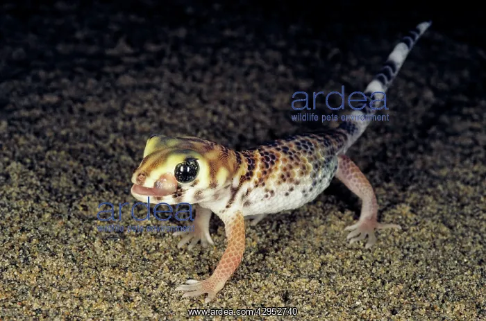 : Common Wonder Gecko / Frog-eyed Gecko - looks : Common Wonder Gecko / Frog-eyed Gecko - looks