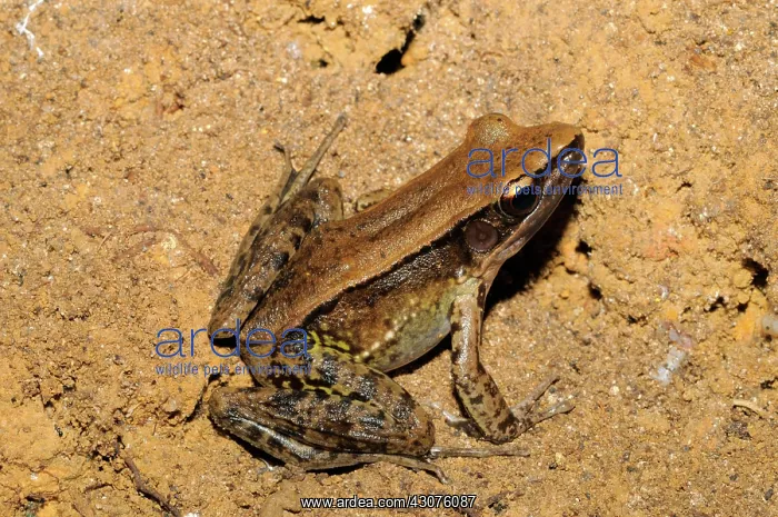 : Common Wood Frog : Common Wood Frog