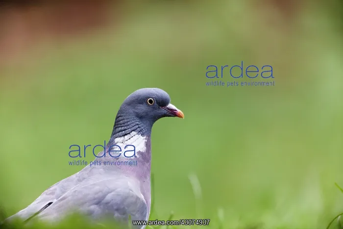  : Common Wood-pigeon
