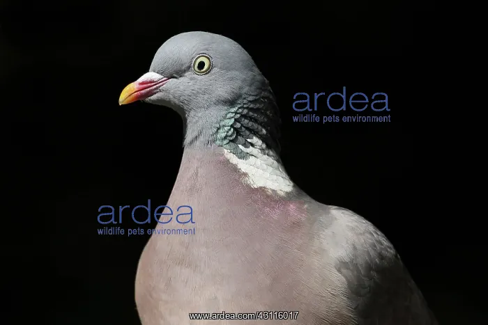 : Common Wood-pigeon : Common Wood-pigeon