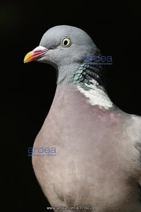  : Common Wood-pigeon