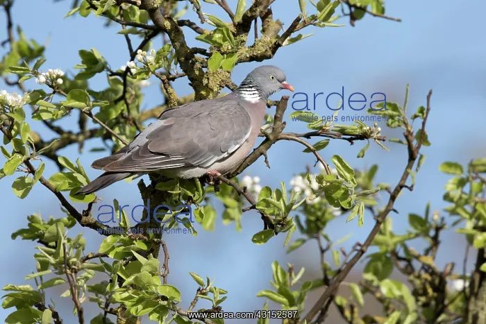 : Common Wood-pigeon : Common Wood-pigeon
