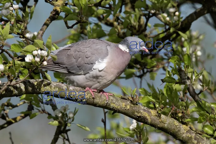 : Common Wood-pigeon : Common Wood-pigeon