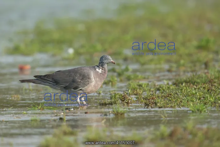 : Common Wood-pigeon : Common Wood-pigeon