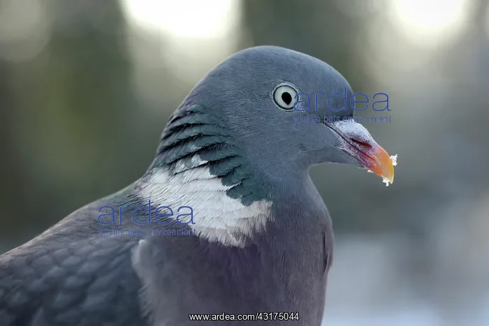 : Common Wood-pigeon : Common Wood-pigeon