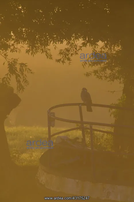 : Common Wood-pigeon : Common Wood-pigeon