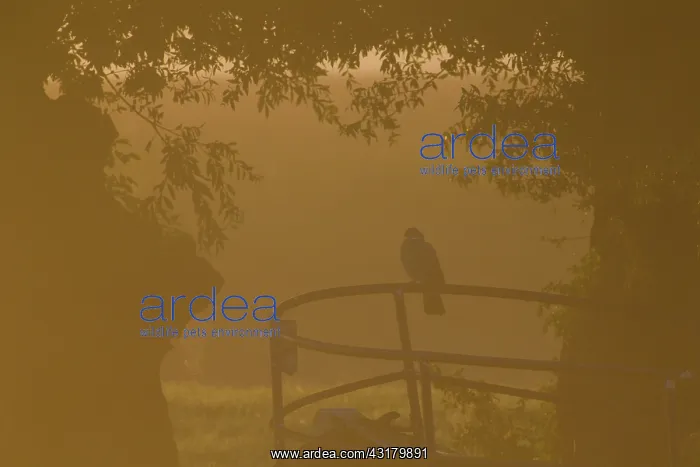 : Common Wood-pigeon : Common Wood-pigeon