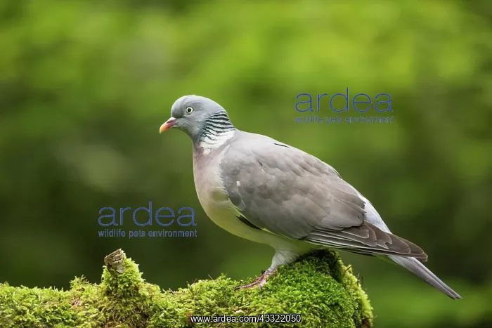 : Common Wood-pigeon : Common Wood-pigeon