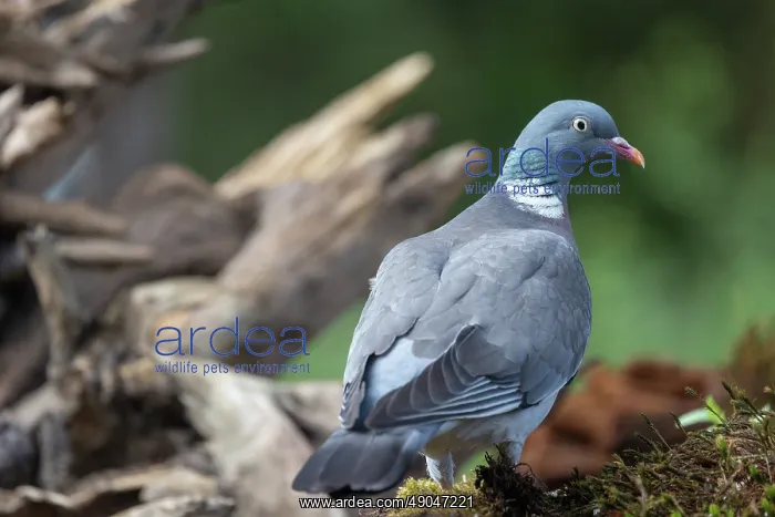 : COMMON WOOD PIGEON : COMMON WOOD PIGEON