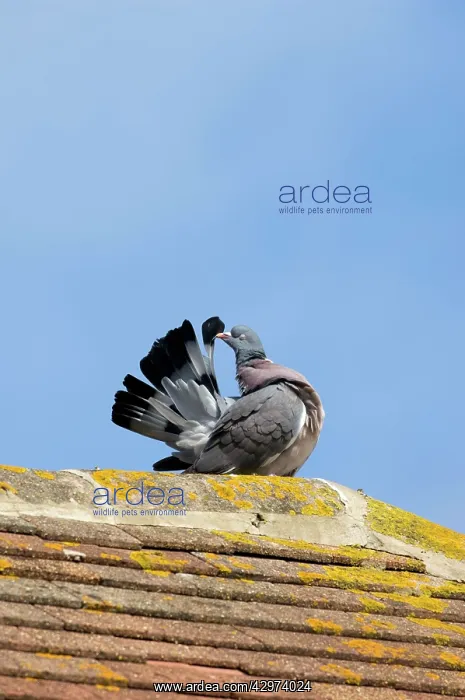 : Common Wood Pigeon - adult - grooms on top of a : Common Wood Pigeon - adult - grooms on top of a