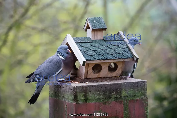  : Common Wood Pigeon, two birds at feeding station