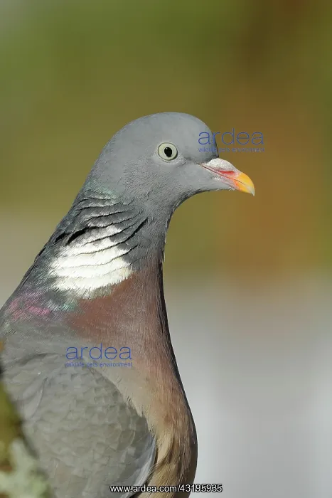 : Common wood pigeon (Columba palumbus), animal portrait : Common wood pigeon (Columba palumbus), animal portrait