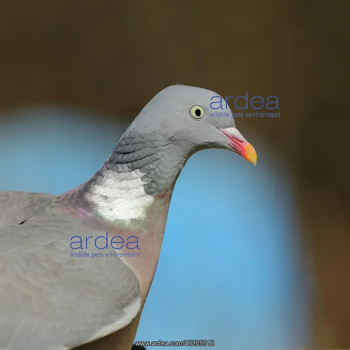 : Common wood pigeon (Columba palumbus), animal portrait : Common wood pigeon (Columba palumbus), animal portrait