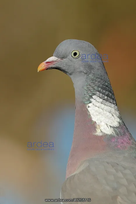 : Common wood pigeon (Columba palumbus), animal portrait : Common wood pigeon (Columba palumbus), animal portrait