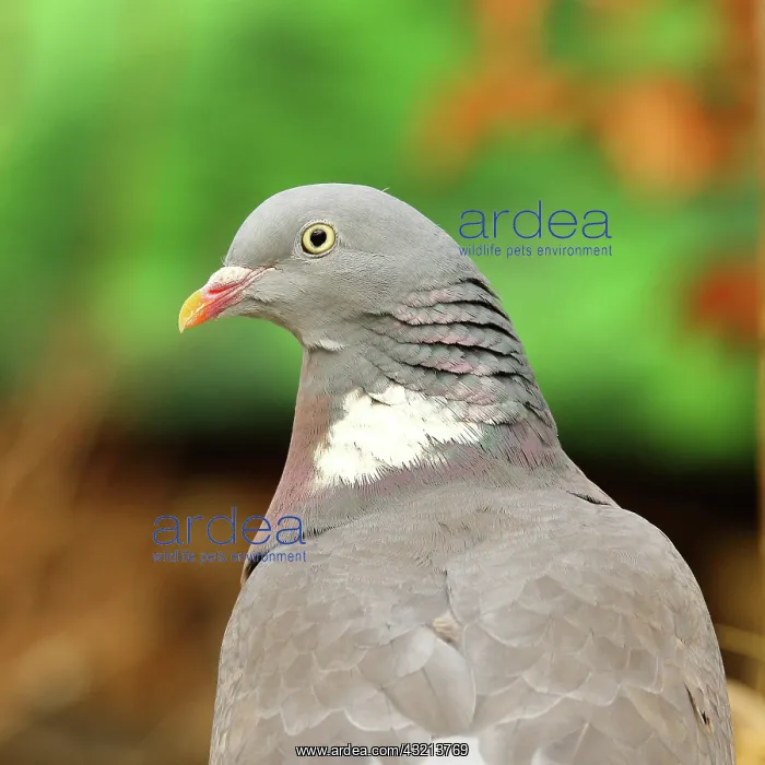 : Common wood pigeon (Columba palumbus), animal portrait : Common wood pigeon (Columba palumbus), animal portrait