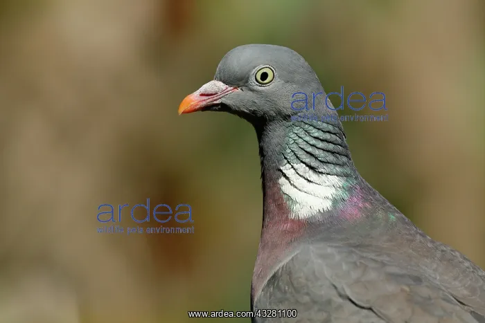 : Common wood pigeon (Columba palumbus), animal portrait : Common wood pigeon (Columba palumbus), animal portrait