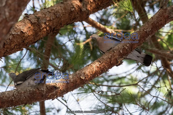 : Common wood pigeon (Columba palumbus) : Common wood pigeon (Columba palumbus)