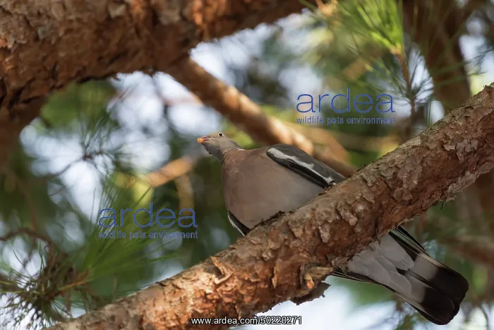  : Common wood pigeon (Columba palumbus)