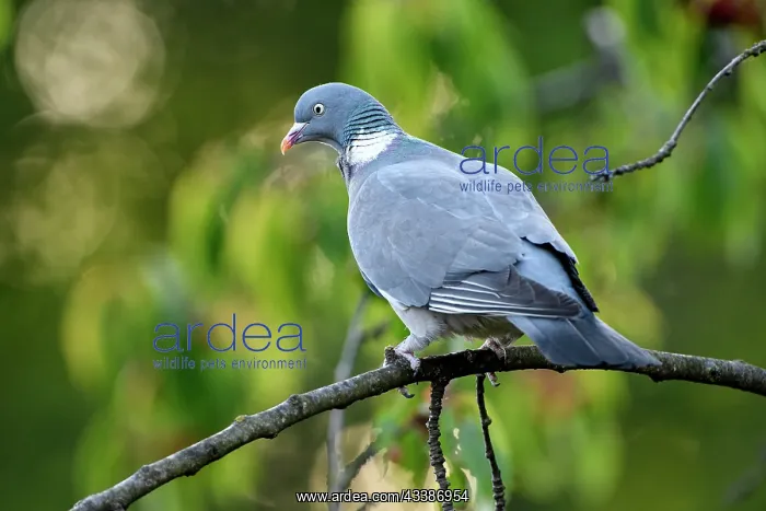 : Common wood pigeon (Columba palumbus), adult bird : Common wood pigeon (Columba palumbus), adult bird