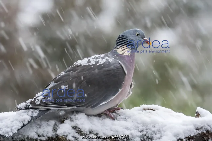 : Common wood pigeon (Columba palumbus) perched in : Common wood pigeon (Columba palumbus) perched in