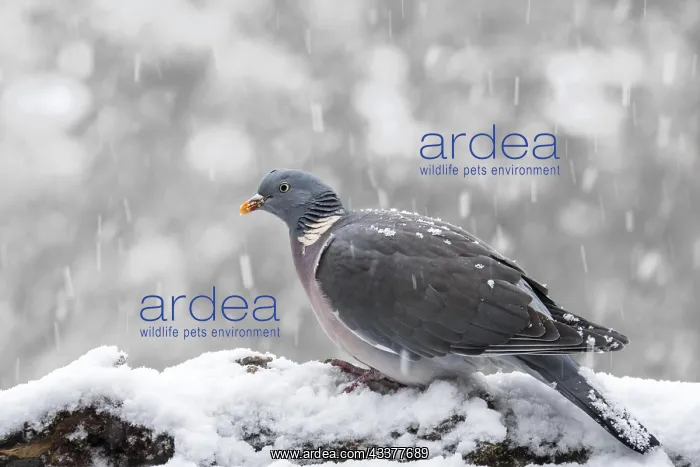 : Common wood pigeon (Columba palumbus) perched in : Common wood pigeon (Columba palumbus) perched in