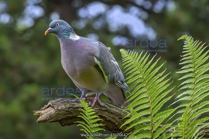 : Common wood pigeon (Columba palumbus) perched on tree branch with ferns in forest : Common wood pigeon (Columba palumbus) perched on tree branch with ferns in forest