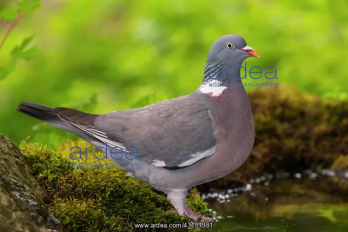 : Common wood pigeon (Columba palumbus) at the water : Common wood pigeon (Columba palumbus) at the water