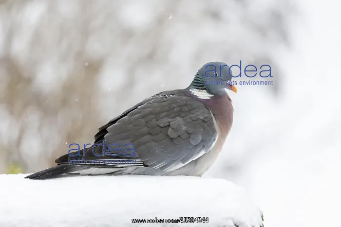 : Common wood pigeon (Columba palumbus), in winter : Common wood pigeon (Columba palumbus), in winter
