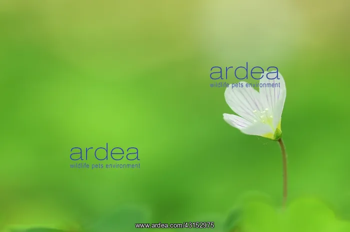 : Common wood sorrel : Common wood sorrel
