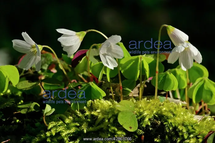 : Common Wood Sorrel - in full bloom growing on moss-covered : Common Wood Sorrel - in full bloom growing on moss-covered