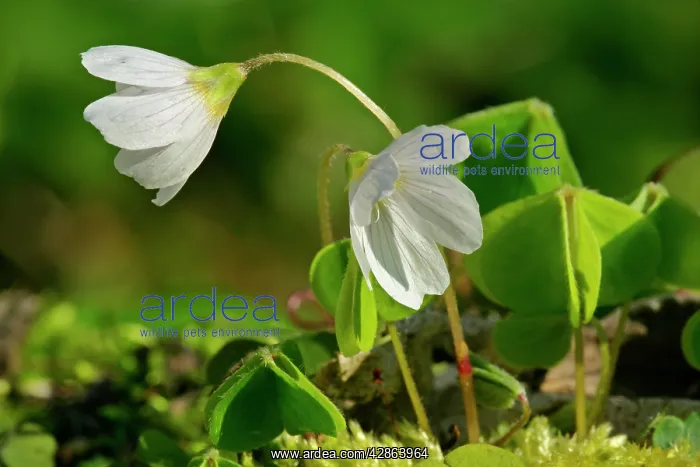 : Common Wood Sorrel - in full bloom growing on moss-covered : Common Wood Sorrel - in full bloom growing on moss-covered