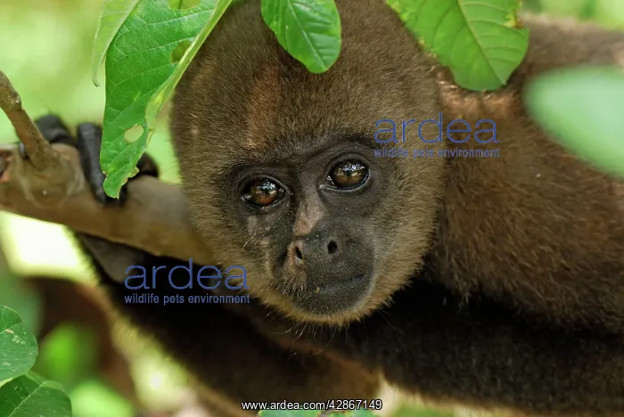 : Common Woolly Monkey : Common Woolly Monkey